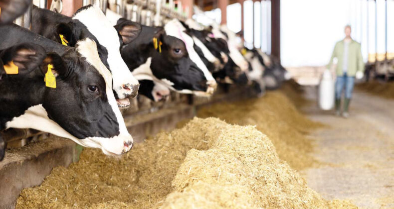 Korku İçindeyiz, Usandık Artık