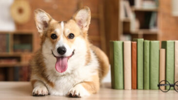 K&ouml;peklerin beyinleri 5 bin yıl &ouml;nce k&uuml;&ccedil;&uuml;lmeye başladı