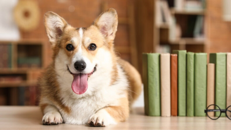 K&ouml;peklerin beyinleri 5 bin yıl &ouml;nce k&uuml;&ccedil;&uuml;lmeye başladı