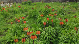 &ldquo;Kerbela &ccedil;i&ccedil;eği&rdquo;nin 20 g&uuml;nl&uuml;k &ouml;mr&uuml; başladı: Koparanlar yandı&hellip;