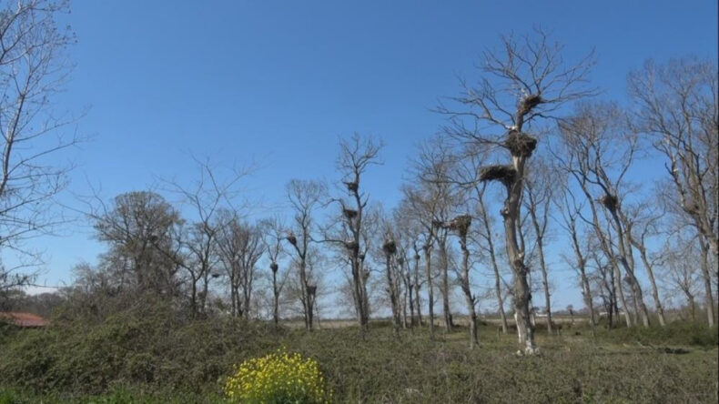 &ldquo;Leylek apartmanları&rdquo; ziyaret&ccedil;ileri b&uuml;y&uuml;l&uuml;yor