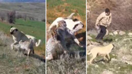 Malatya'da Vaşak-K&ouml;pek Kavgası