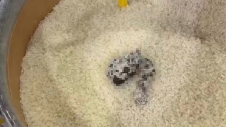 Markette Skandal G&ouml;r&uuml;nt&uuml;: Pirin&ccedil;ten Kedi Dışkısı &Ccedil;ıktı