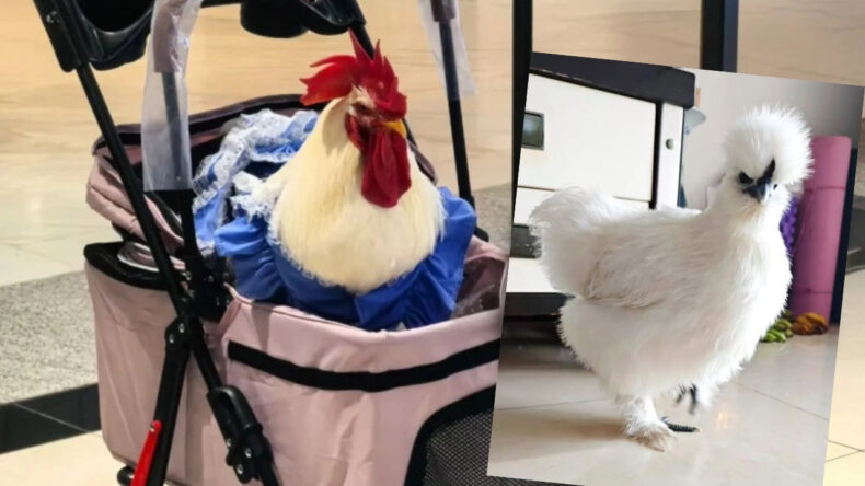 Milyarlarca kez g&ouml;r&uuml;nt&uuml;lenen akım: Tavukları bebek arabasında gezdiriyorlar