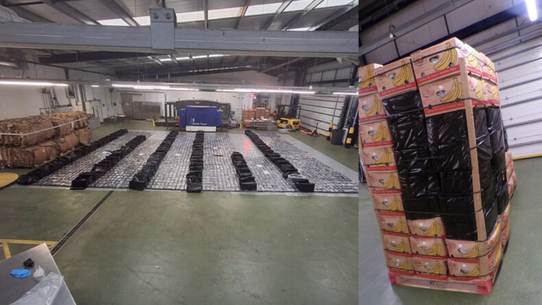 Muzların arasında saklamaya &ccedil;alıştılar: Tonlarca kokain bulundu