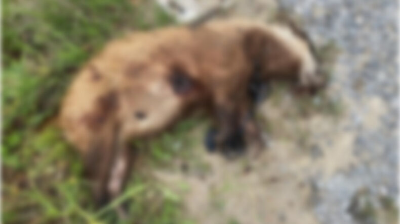 Nesli Tehlike Altında Olan Hayvanı &Ouml;ld&uuml;rd&uuml;ler