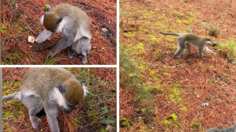 Ormanda dolaşan maymunların sırrı &ccedil;&ouml;z&uuml;ld&uuml;: Ekipleri g&ouml;r&uuml;nce ka&ccedil;tı