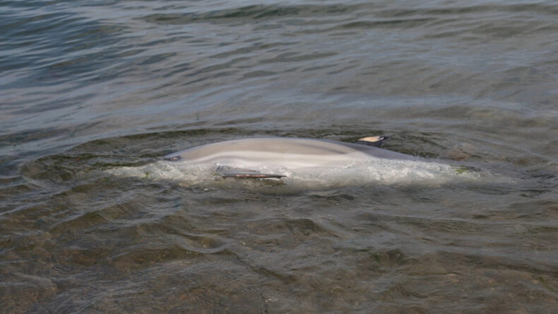 &Ouml;l&uuml; Yunus Sahile Vurdu