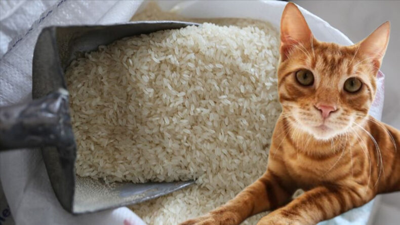 Pirin&ccedil;te kedi dışkısı g&ouml;r&uuml;ld&uuml;: Markete ceza yağdı