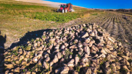 Rekabet Kurumu Tohum Sekt&ouml;r&uuml;ne Ceza Yağdırdı