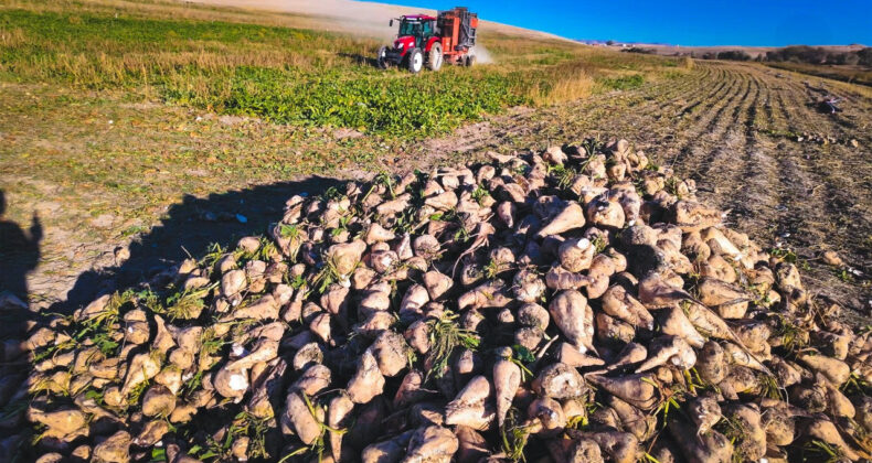 Rekabet Kurumu Tohum Sekt&ouml;r&uuml;ne Ceza Yağdırdı
