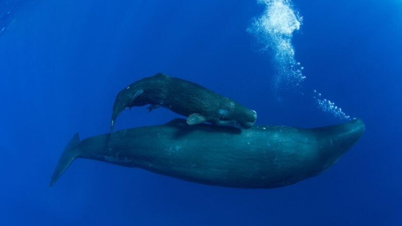 Şaşırtan araştırma: İnsan diline benzer şekilde iletişim kuruyorlar