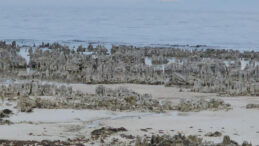 Su &ccedil;ekildik&ccedil;e ortaya &ccedil;ıktı: Van G&ouml;l&uuml; mikrobiyalit tarlasına d&ouml;nd&uuml;