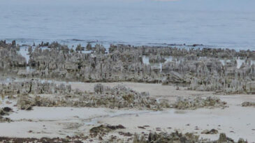 Su &ccedil;ekildik&ccedil;e ortaya &ccedil;ıktı: Van G&ouml;l&uuml; mikrobiyalit tarlasına d&ouml;nd&uuml;