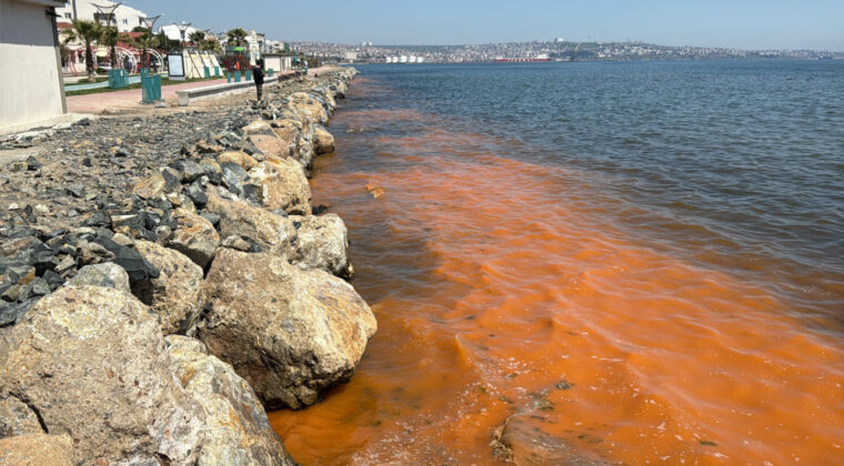 Tekirdağ'da Deniz Turuncuya B&uuml;r&uuml;nd&uuml;