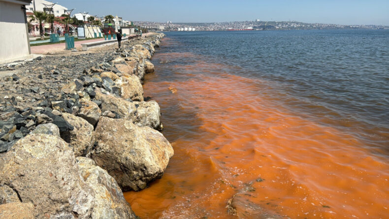 Tekirdağ'da Deniz Turuncuya B&uuml;r&uuml;nd&uuml;