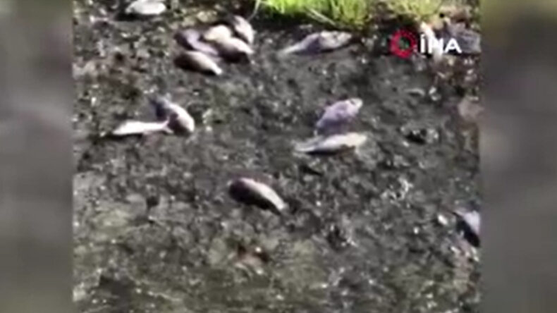 Toplu balık &ouml;l&uuml;mleri korkuttu