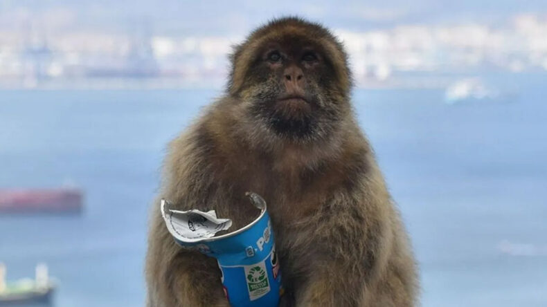 Turistlerin Bıraktığı Yiyecekler Maymunları Değiştirdi: Toprak Yiyorlar