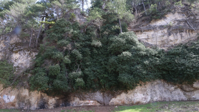 T&uuml;rkiye&rsquo;nin en yaşlı ikinci canlısı baharla yeniden canlandı