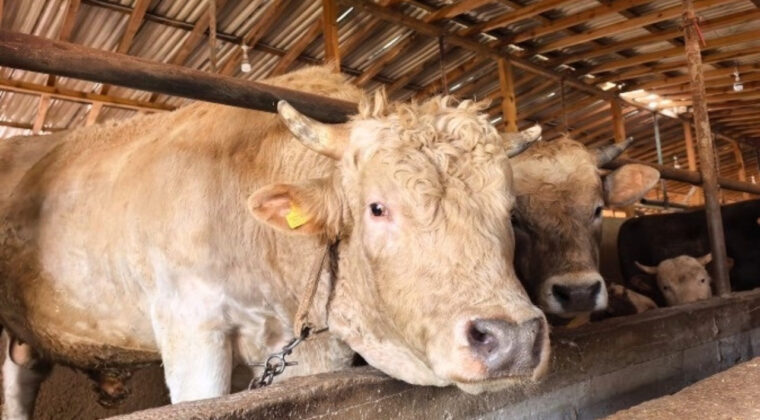 Vekaletle Kurban Kesimi Bedeli A&ccedil;ıklandı