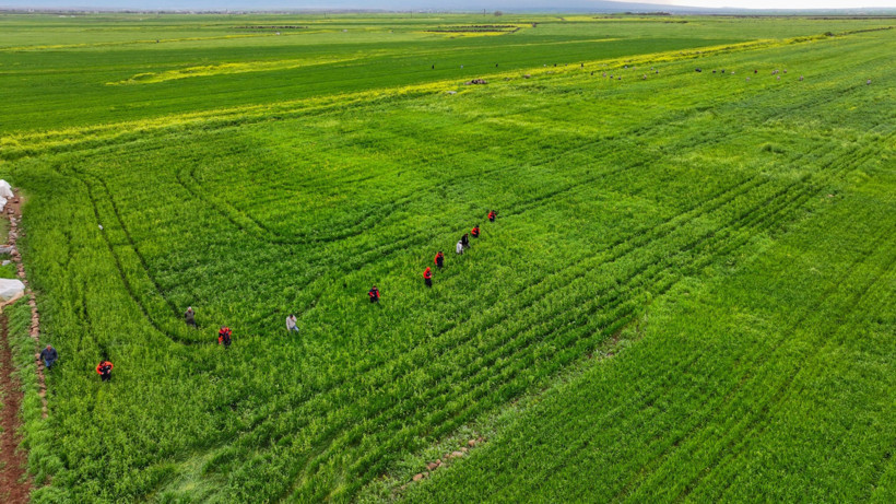 Kayıp çocuk Yazgül Kaya'nın bulunduğu alan