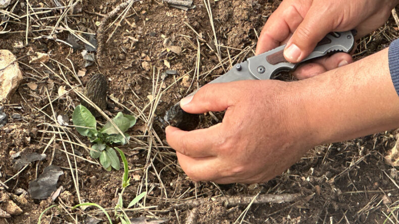 Yanan ormanlık alan ge&ccedil;im kaynağı oldu: Kilosu 7 bin liraya satıyorlar