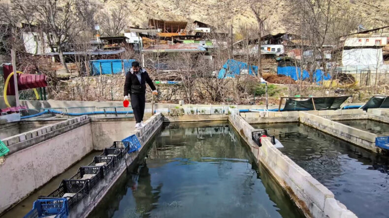 Yanlış Klorlamanın Zararı S&uuml;r&uuml;yor: 300 Bin Balık &Ouml;ld&uuml;