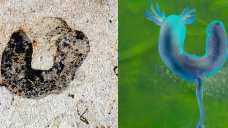 Yaşamın erken d&ouml;nemine dair b&uuml;y&uuml;k gizemi aydınlatan keşif