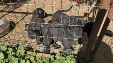 Yavru k&ouml;peklere yapılanları g&ouml;rd&uuml;, harekete ge&ccedil;ti