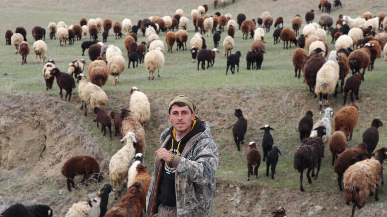 Yeni nesil &ccedil;oban: Oturduğu yerden s&uuml;r&uuml;y&uuml; topladı