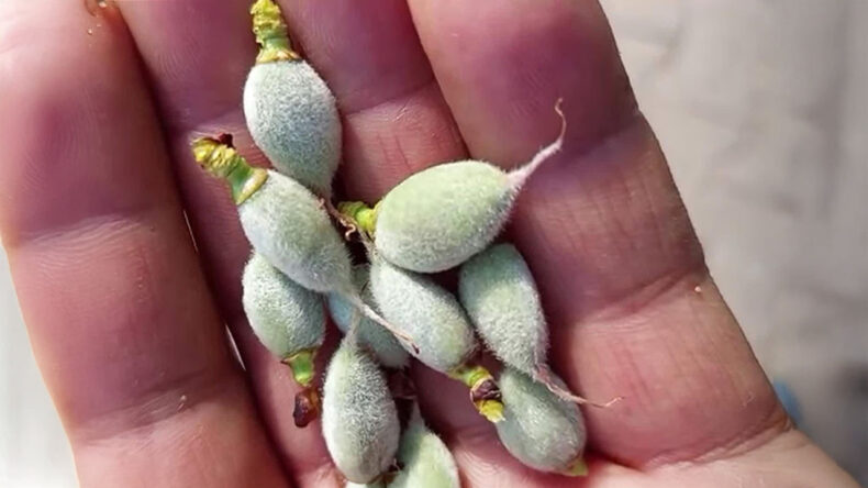 Yılın İlk Hasadı Başladı: Fiyatı 160 Liraya Kadar &Ccedil;ıktı