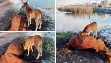 Y&uuml;rek burkan g&ouml;r&uuml;nt&uuml;: Tay, &ouml;len annesinin başından ayrılmadı