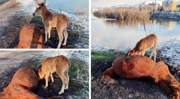Y&uuml;rek burkan g&ouml;r&uuml;nt&uuml;: Tay, &ouml;len annesinin başından ayrılmadı