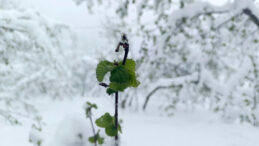 Zirai don k&acirc;busu geri d&ouml;n&uuml;yor