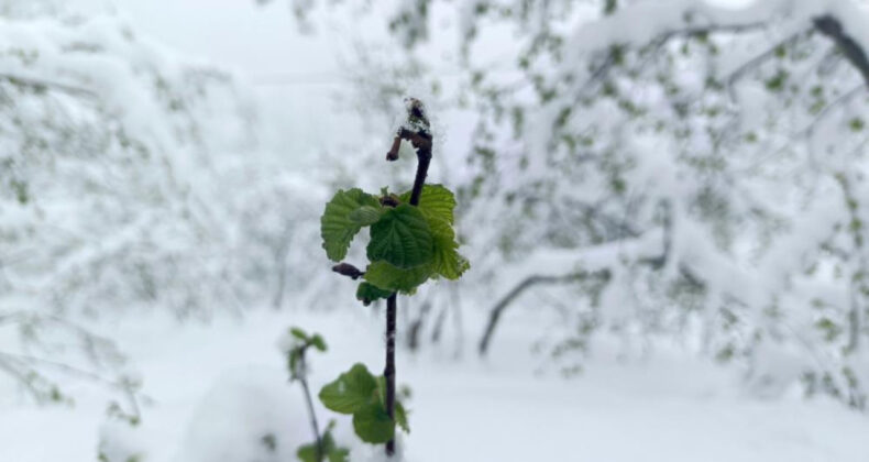 Zirai don k&acirc;busu geri d&ouml;n&uuml;yor